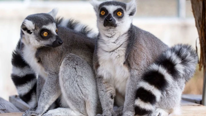 ছবি: সংগৃহীত।