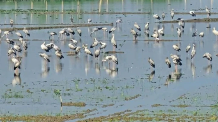 ছবি: বিএমএফ টেলিভিশন।