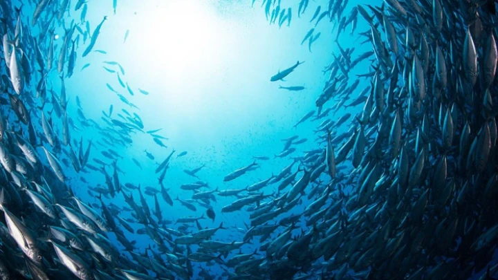 ছবি: সংগৃহীত।