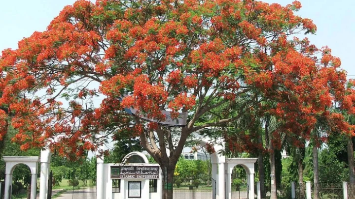 ছবি: বিএমএফ টেলিভিশন।