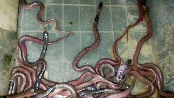 ছবি: বিএমএফ টেলিভিশন।