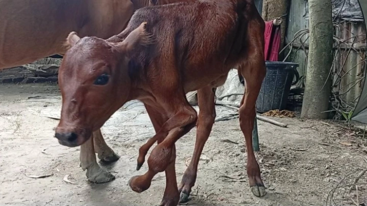 ছবি: বিএমএফ টেলিভিশন।