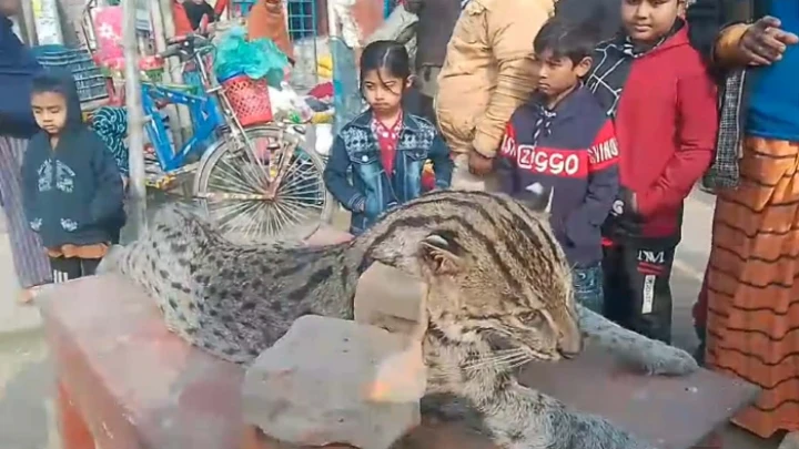 ছবি: বিএমএফ টেলিভিশন।