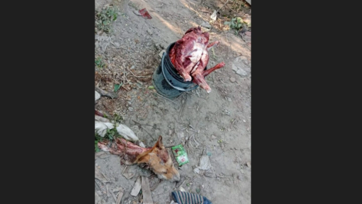 ছবি: বিএমএফ টেলিভিশন।