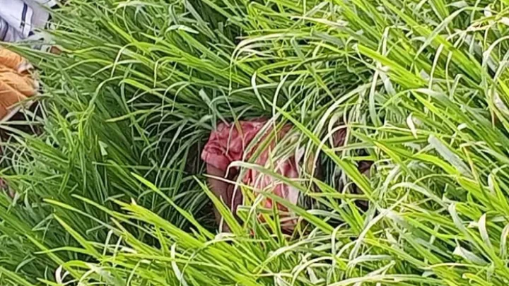 ছবি: বিএমএফ টেলিভিশন।