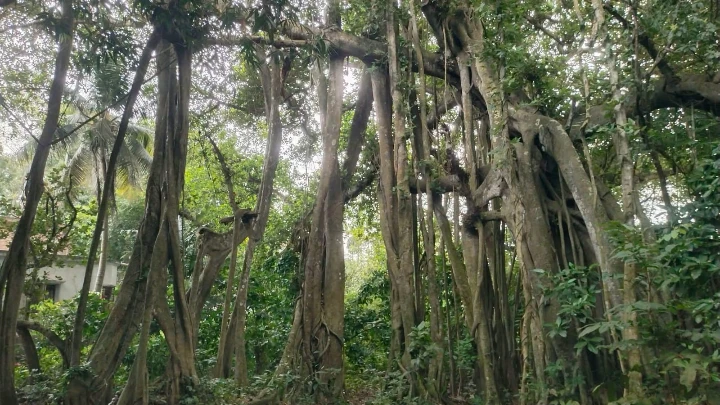 ছবি: বিএমএফ টেলিভিশন।